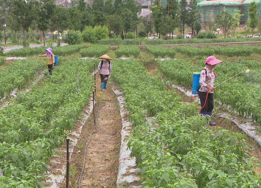 沙洲农旅示范基地：农业产业有看头 群众致富有奔头