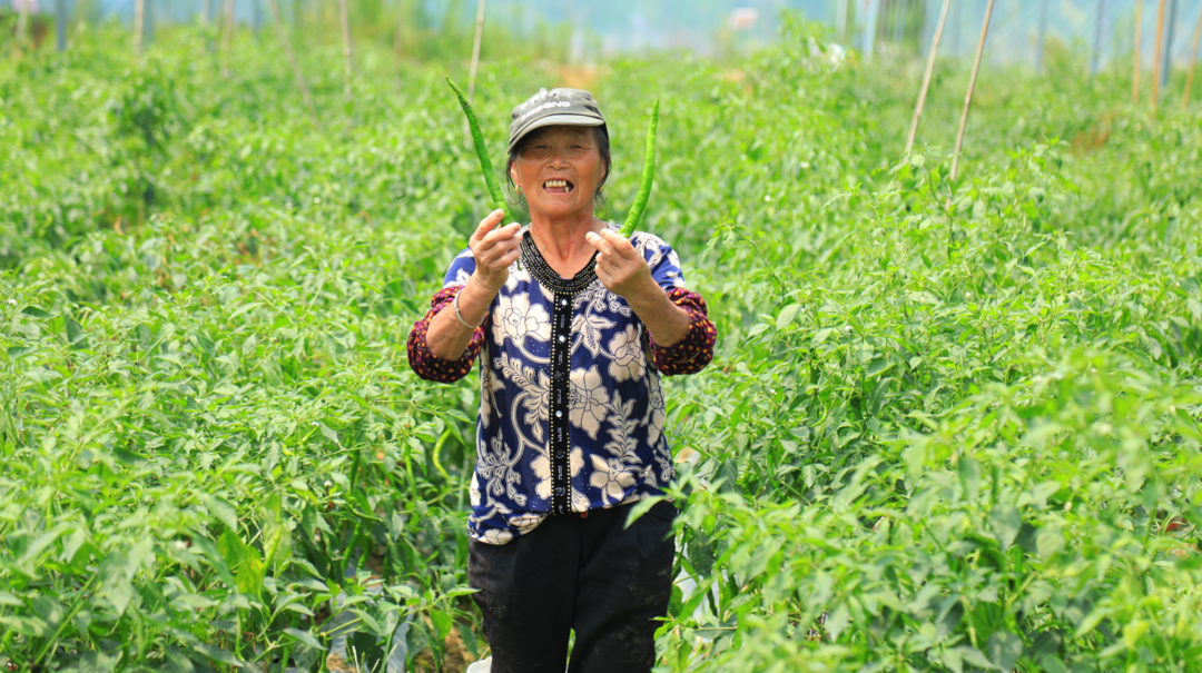 泉水镇：蔬菜棚里话小康
