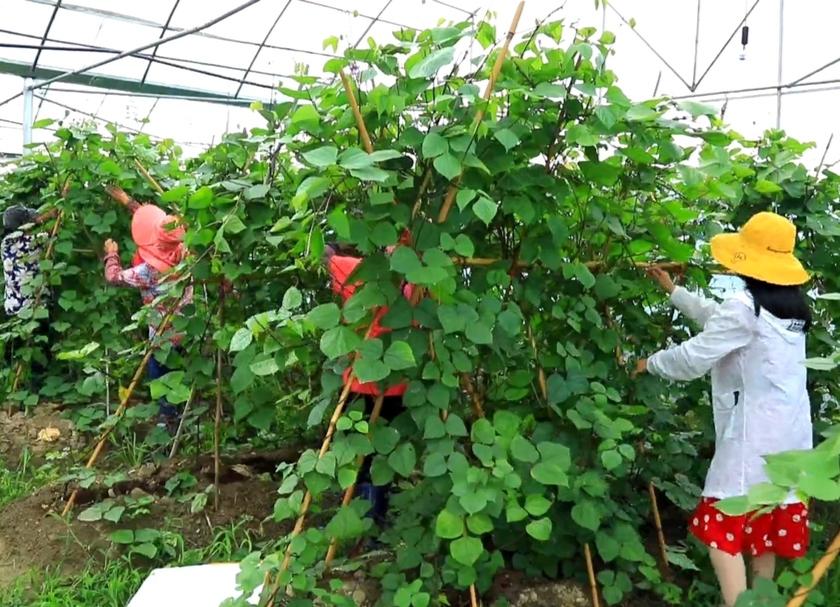 泉水镇：蔬菜棚里话小康