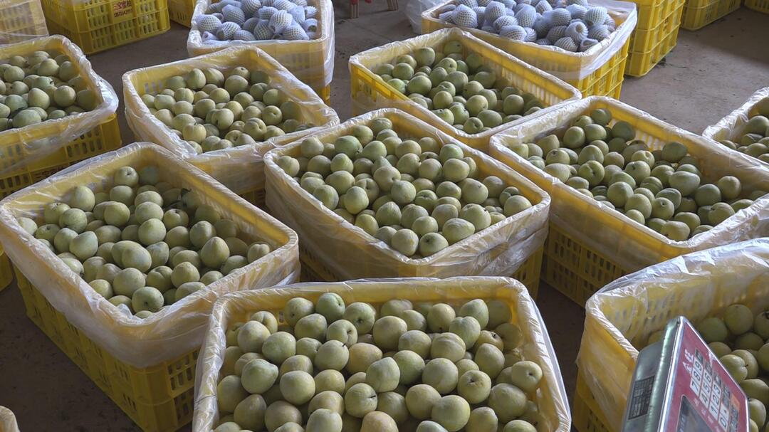 郴州汝城黄金奈李新鲜上市首批23万斤供全省各地尝鲜