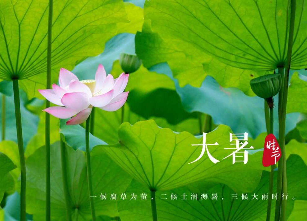 今日大暑