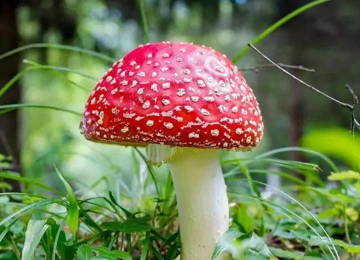 这份“红黄绿灯”湖南蘑菇图鉴请收好