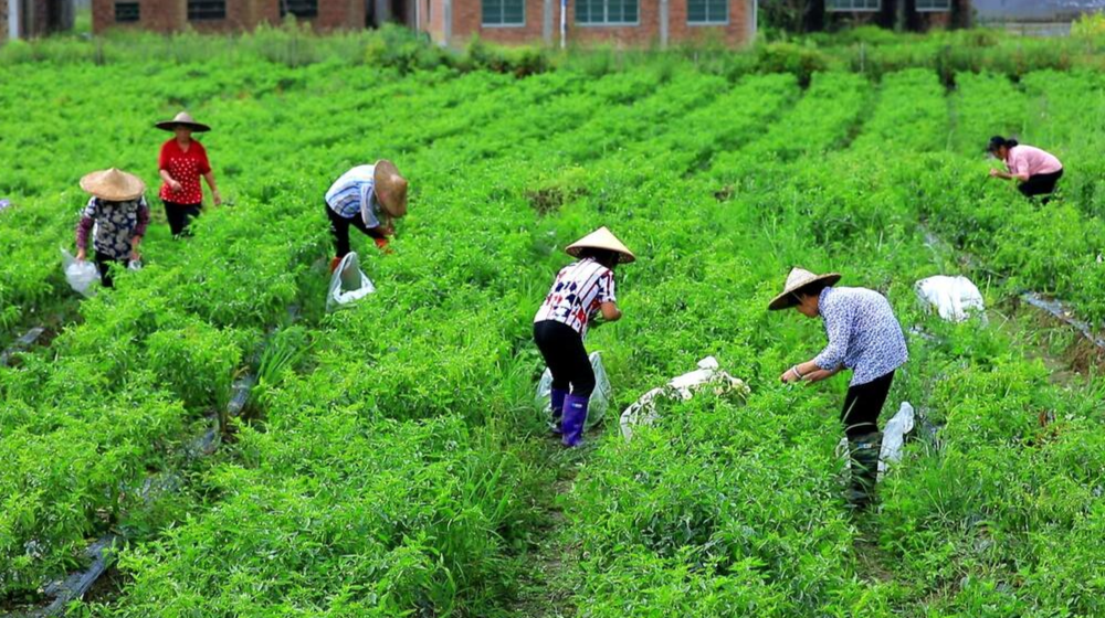 种养致富人袁取养 辣椒地里说丰年
