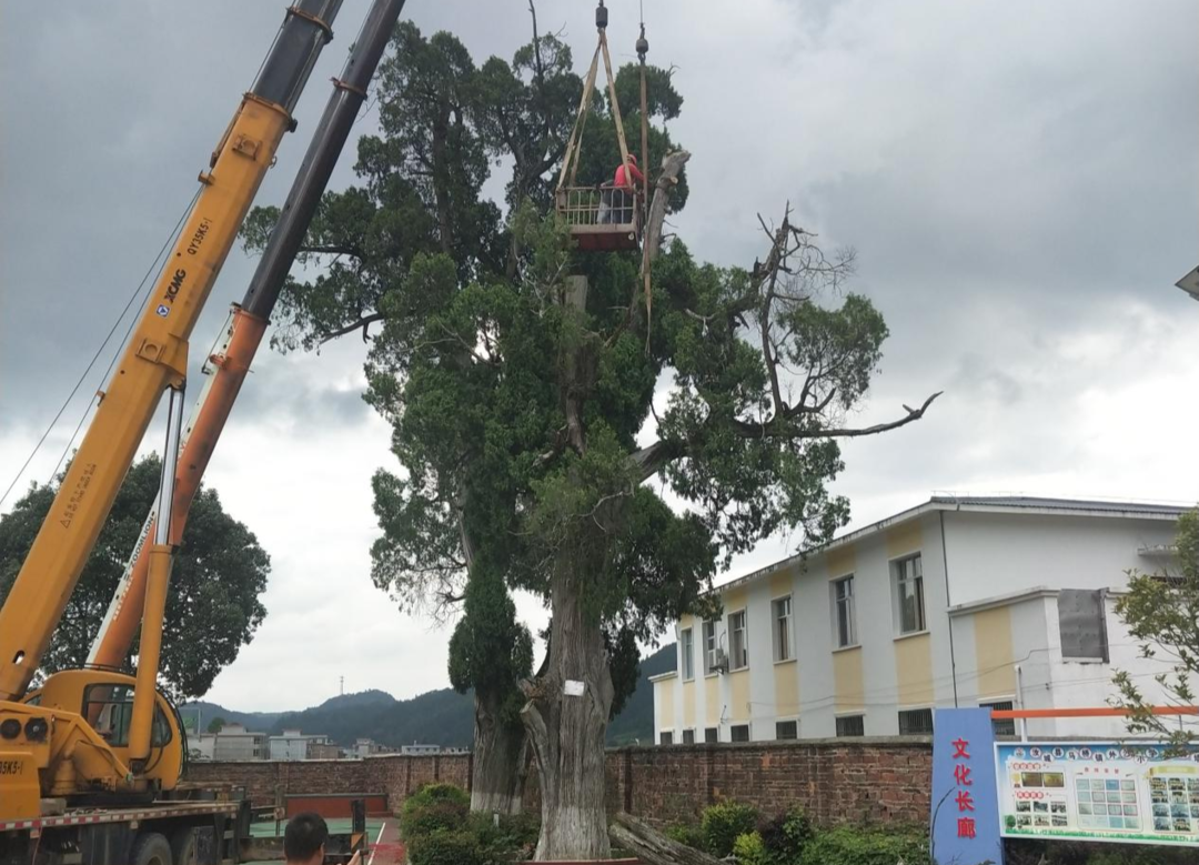 【学史力行 我为群众办实事】修剪古树枯枝、防溺水宣传等除隐患 为群众安全保驾护航