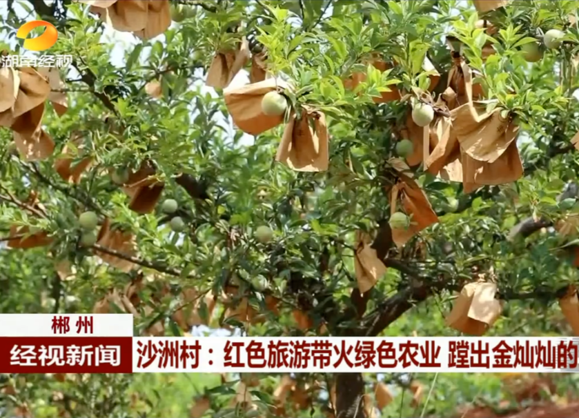 郴州 沙洲村：红色旅游带火绿色农业 蹚出金灿灿的致富路
