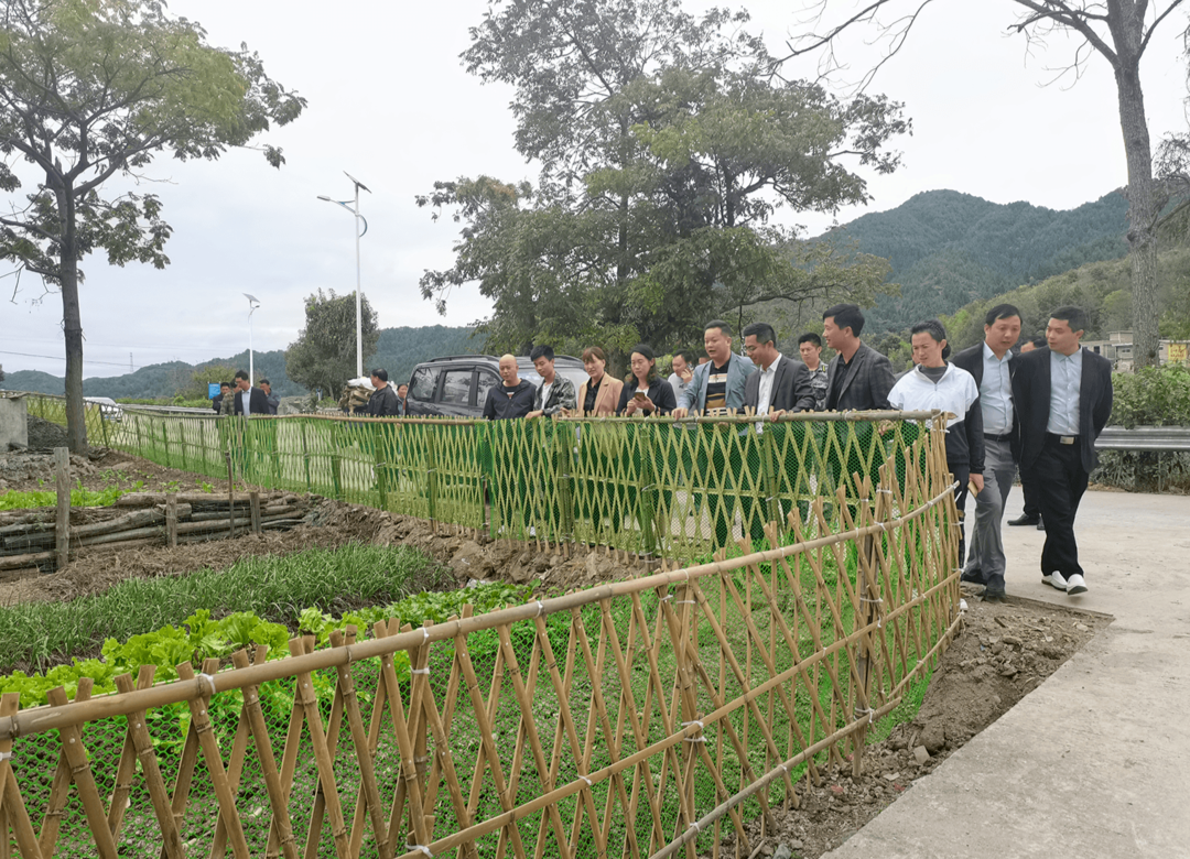 看一看、比一比！马桥镇开展乡村振兴观摩评比活动