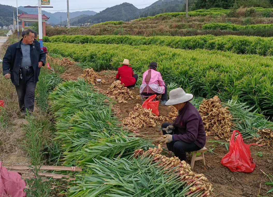 卢阳镇：金秋姜农收获忙