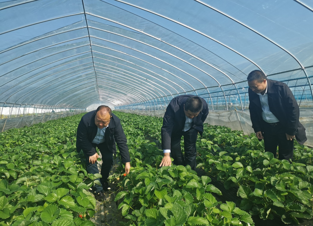 卢阳镇：排查风险隐患 做好农业安全生产