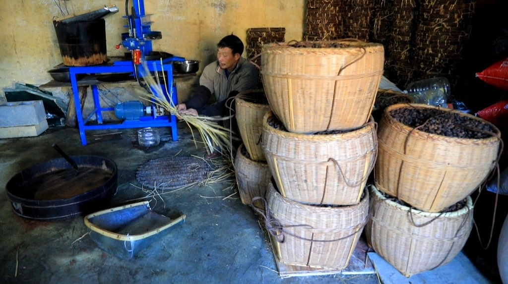 【解放思想拼命干 干出汝城“十大变化”】南洞乡：小小茶油果 铺就致富路