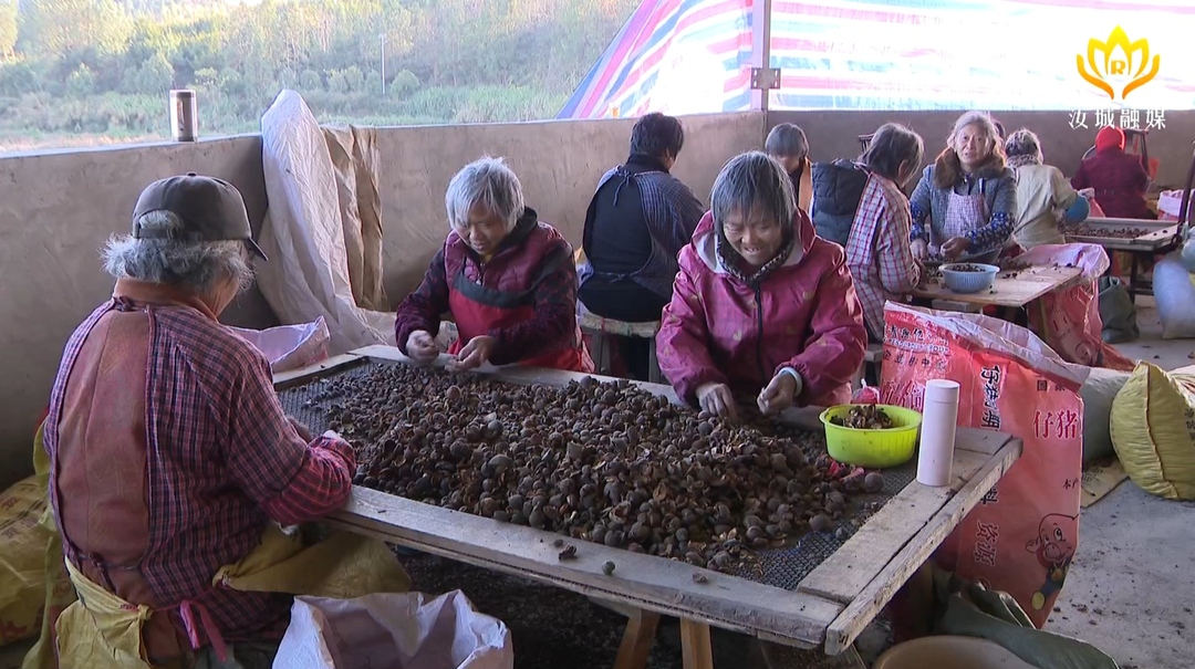 【解放思想拼命干 干出汝城“十大变化”】我县发展油茶种植 助力群众增收致富