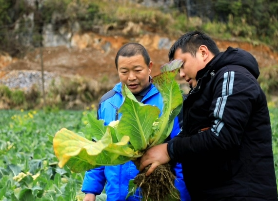 【解放思想拼命干 干出汝城“十大变化”】留观村“菜篮子”  村民致富“钱袋子”