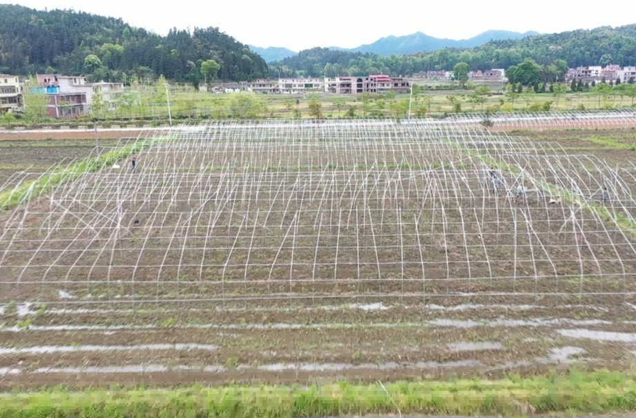 【解放思想拼命干 干出汝城“十大变化”】井坡镇：春日大棚建设忙