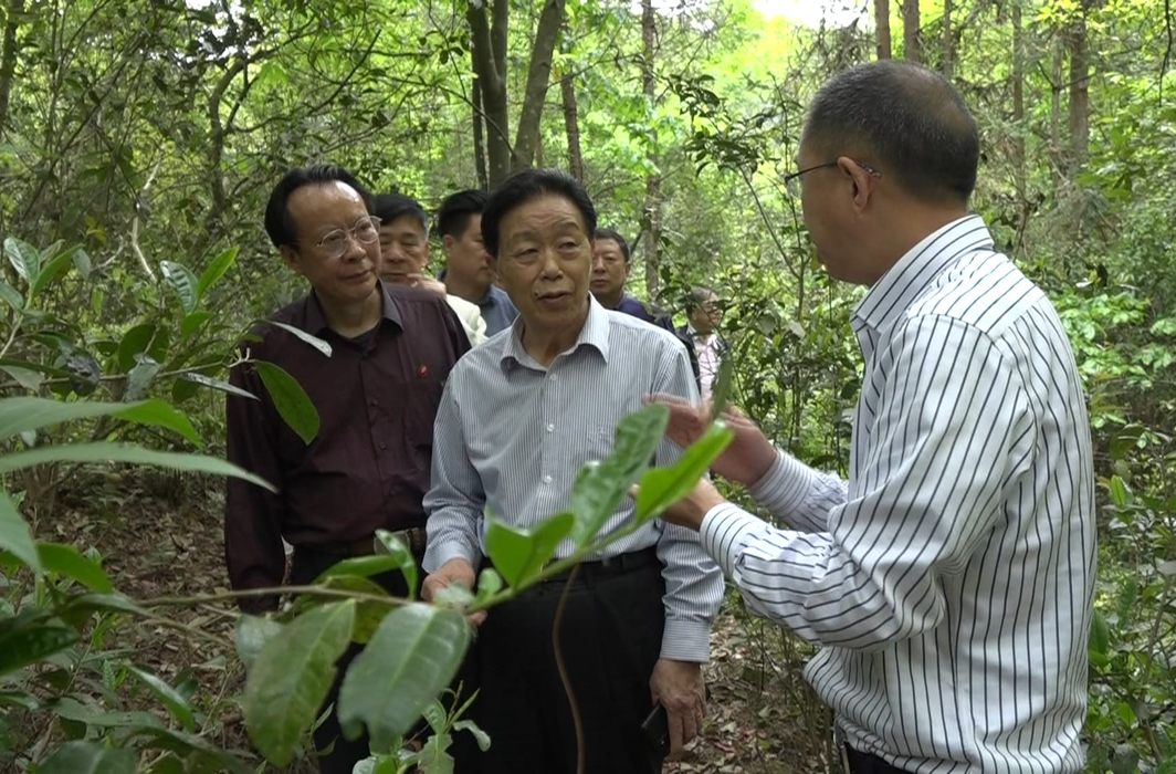 【解放思想拼命干 干出汝城“十大变化”】市百亿茶产业高质量发展暨春茶调研组来汝调研茶产业发展情况