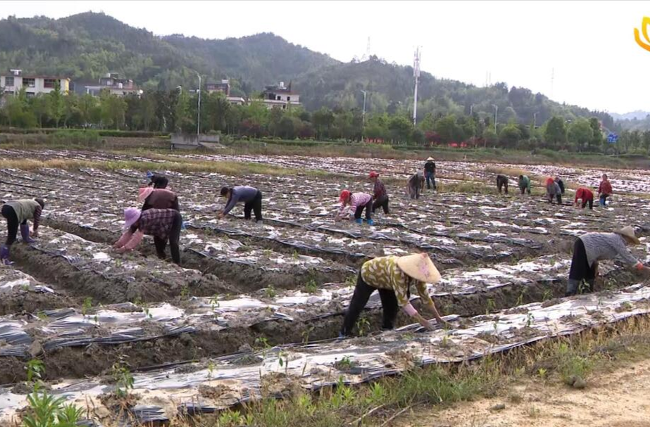 【解放思想拼命干 干出汝城“十大变化”】土桥镇：打造千亩辣椒基地 助力群众增产增收