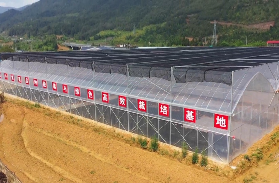 【解放思想拼命干 干出汝城“十大变化”】马桥镇霞留村：科技兴农 助力乡村振兴
