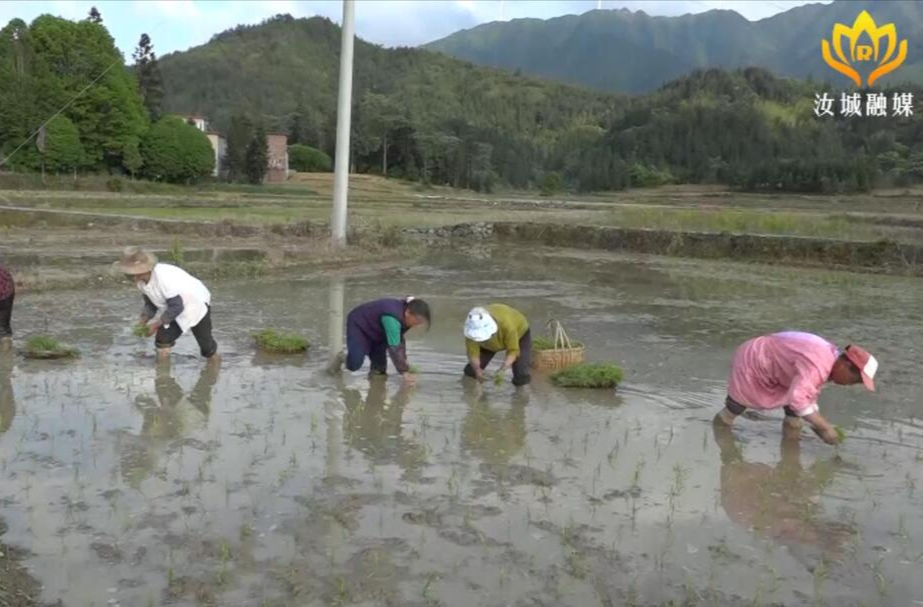 【解放思想拼命干 干出汝城“十大变化”】着力耕地抛荒治理 逐步恢复良田沃土
