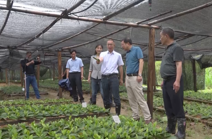 【解放思想拼命干 干出汝城十大变化】 白毛茶产业发展协调指挥部到三江口镇调研白毛茶产业发展情况