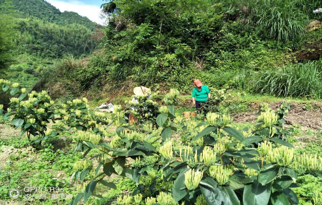 延寿瑶族乡：金银花开促增收 产业发展有成就