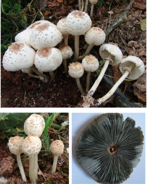 湖南疾控最新提醒！