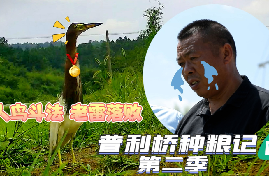 《普利桥种粮记·夏管篇》第一集：人鸟斗法 老雷落败