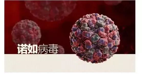 郴州疾控提示：诺如病毒来袭，这份防御指南请收好！