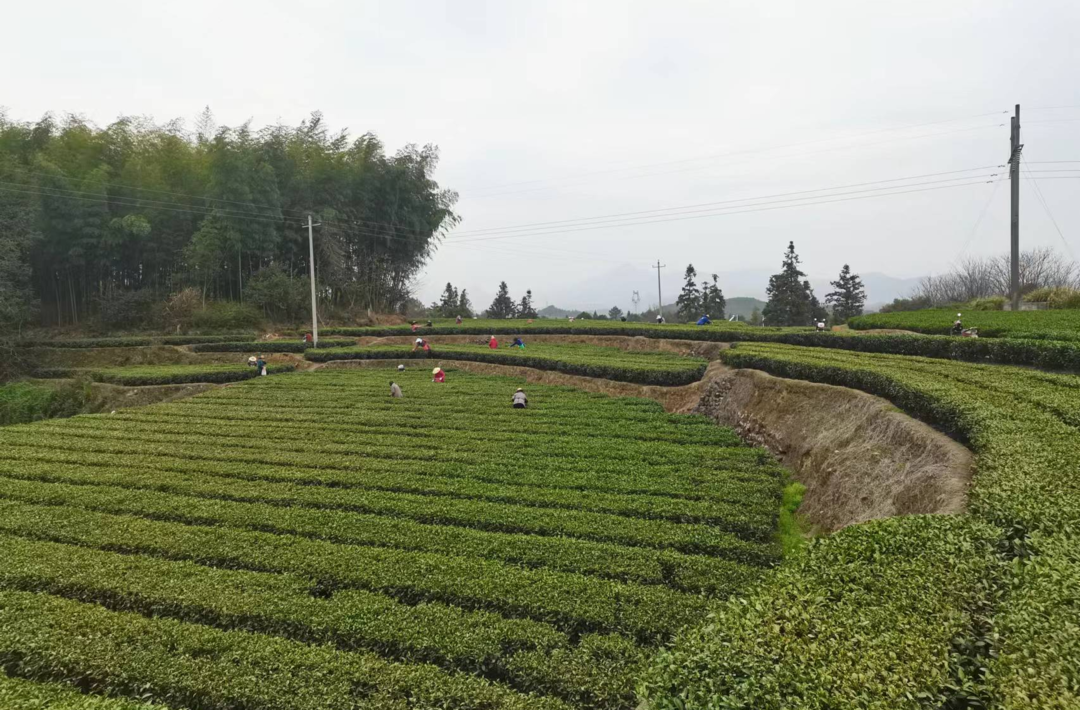 卢阳镇：春暖茶飘香 茶农采摘忙