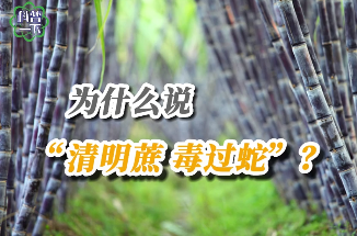 【科普一下】为什么说“清明蔗，毒过蛇”？