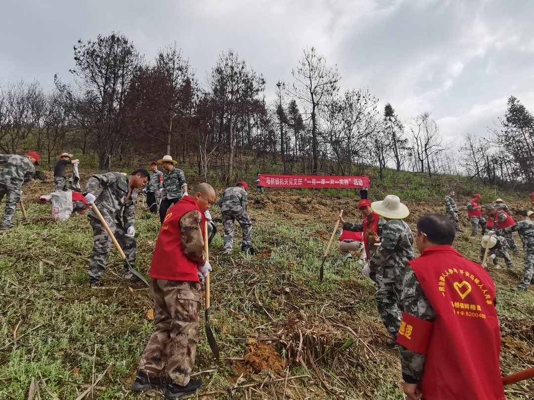 马桥镇：党建聚合力  植树添新绿