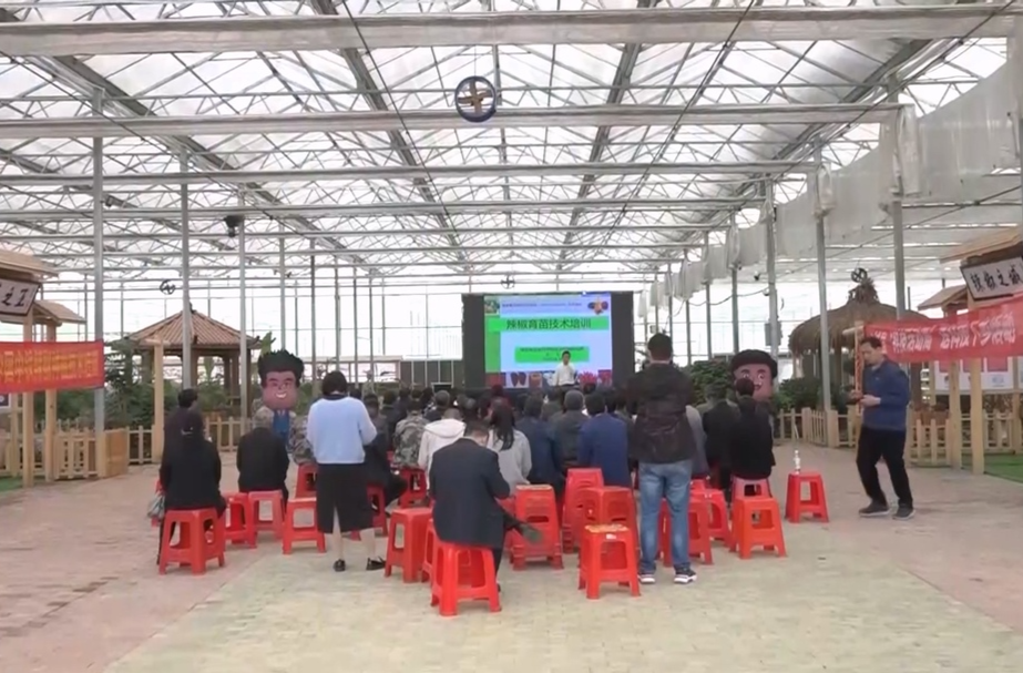 打好“发展六仗”︱大坪镇：辣椒种植技术培训 助力群众增产增收