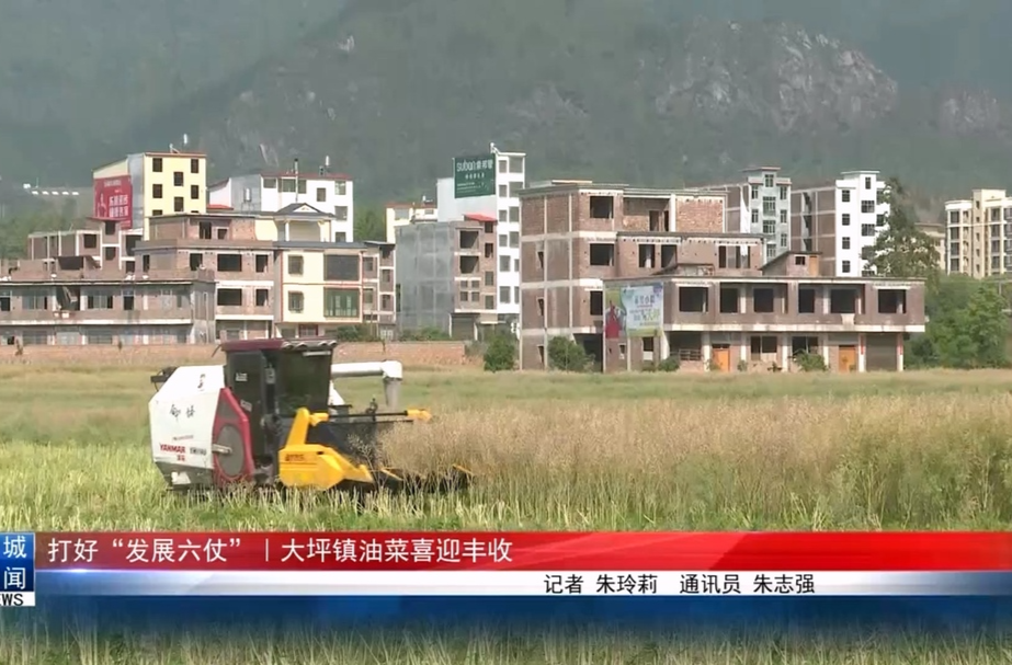 打好“发展六仗”︱大坪镇油菜喜迎丰收