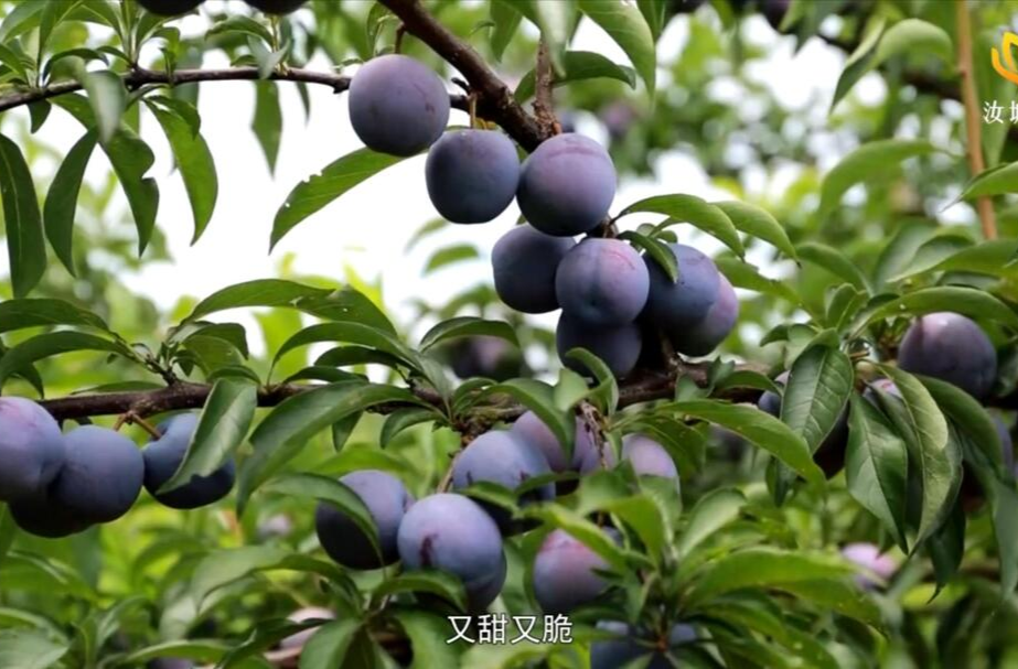 【旅发进行时】文明水果添新品 农旅融合助振兴