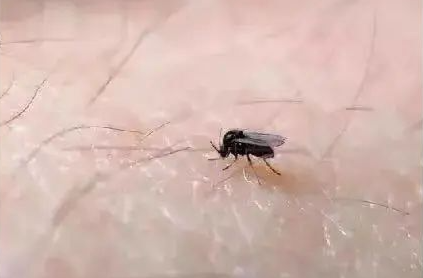 比蚊子还猛！疾控部门最新提醒