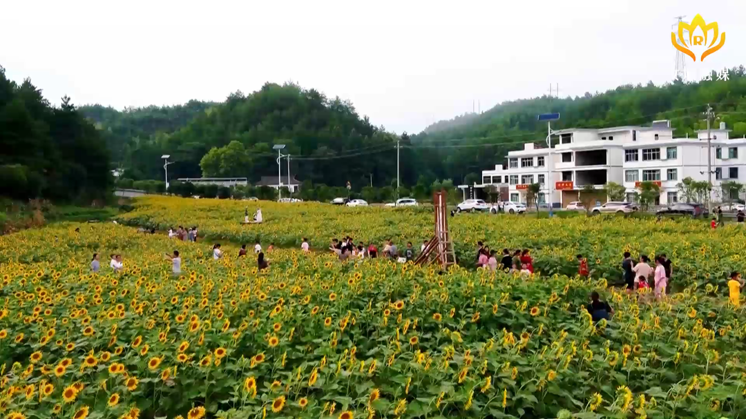 【旅发进行时】 百亩葵花齐绽放 农旅结合百姓乐