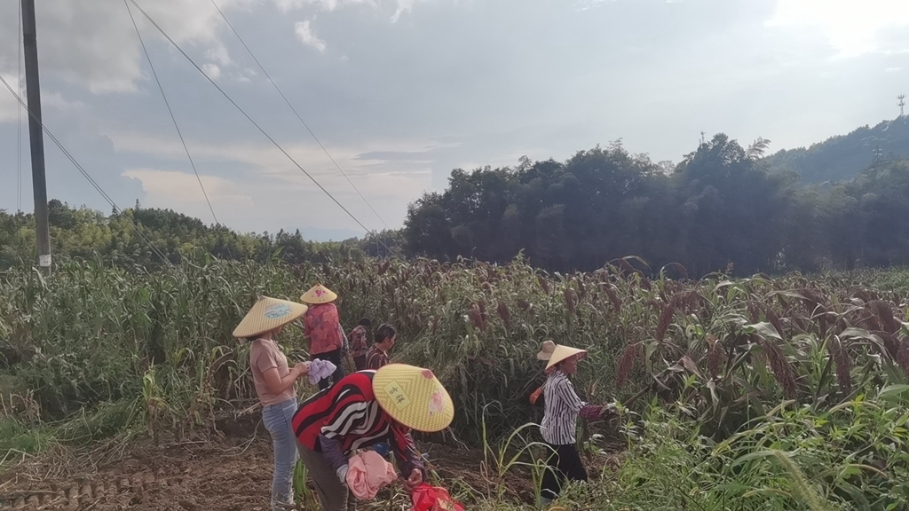 卢阳镇高粱种植迎丰收