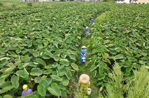 汝城县井坡镇：香芋基地绿意浓 铺就产业富“芋”路
