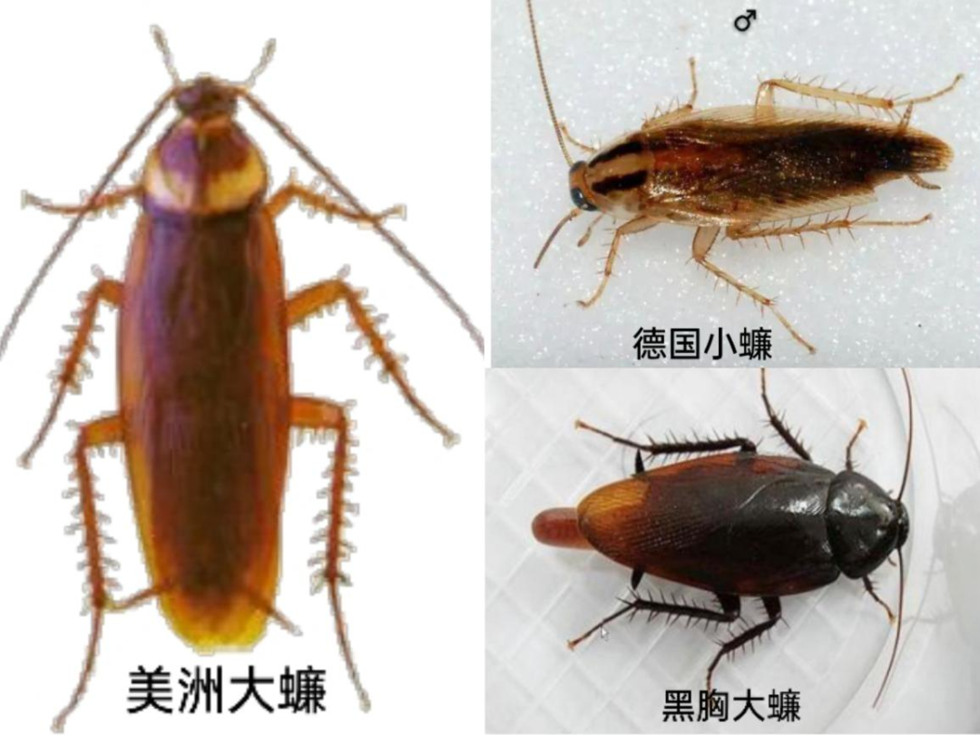 病媒生物防制 ll 蟑螂防制
