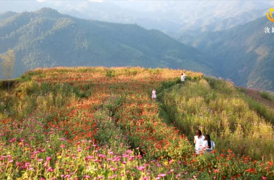 【旅发进行时】濠头乡：樟溪梯田百亩花海惊艳盛放