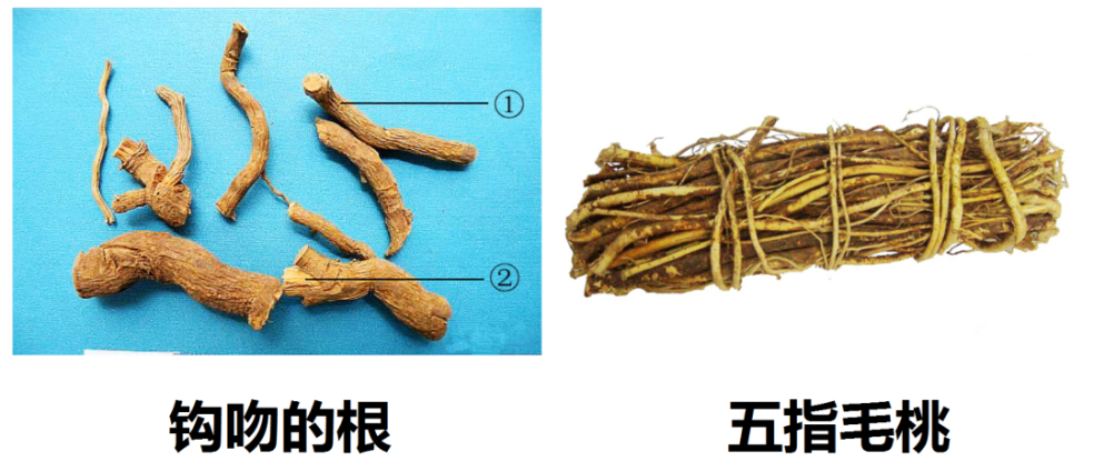 紧急提醒：剧毒！千万别拿来煲汤