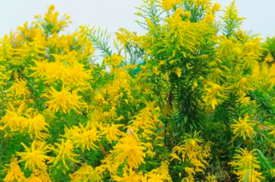 见到这种花，立即上报！