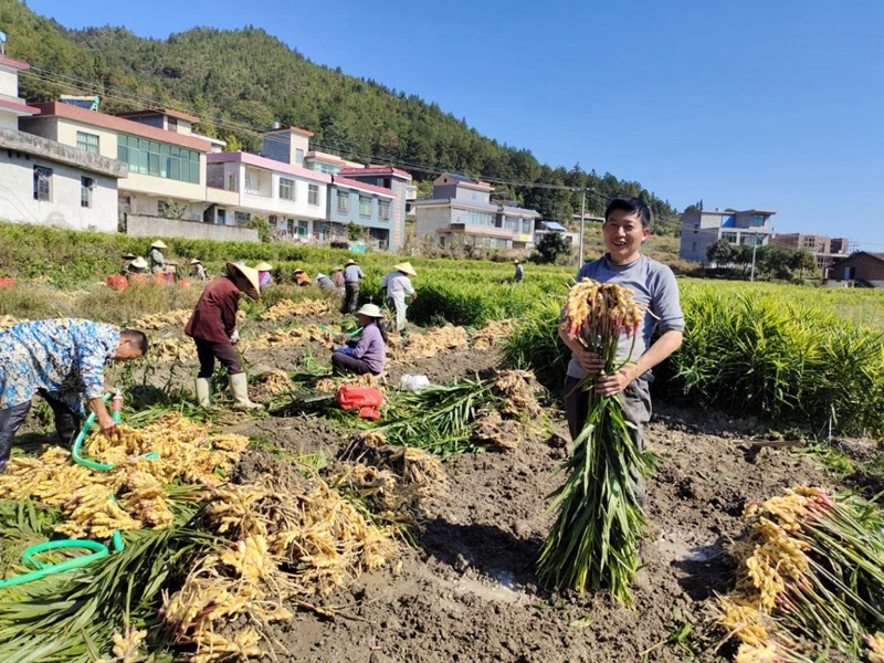 卢阳镇：群众丰收忙，干部一线守平安