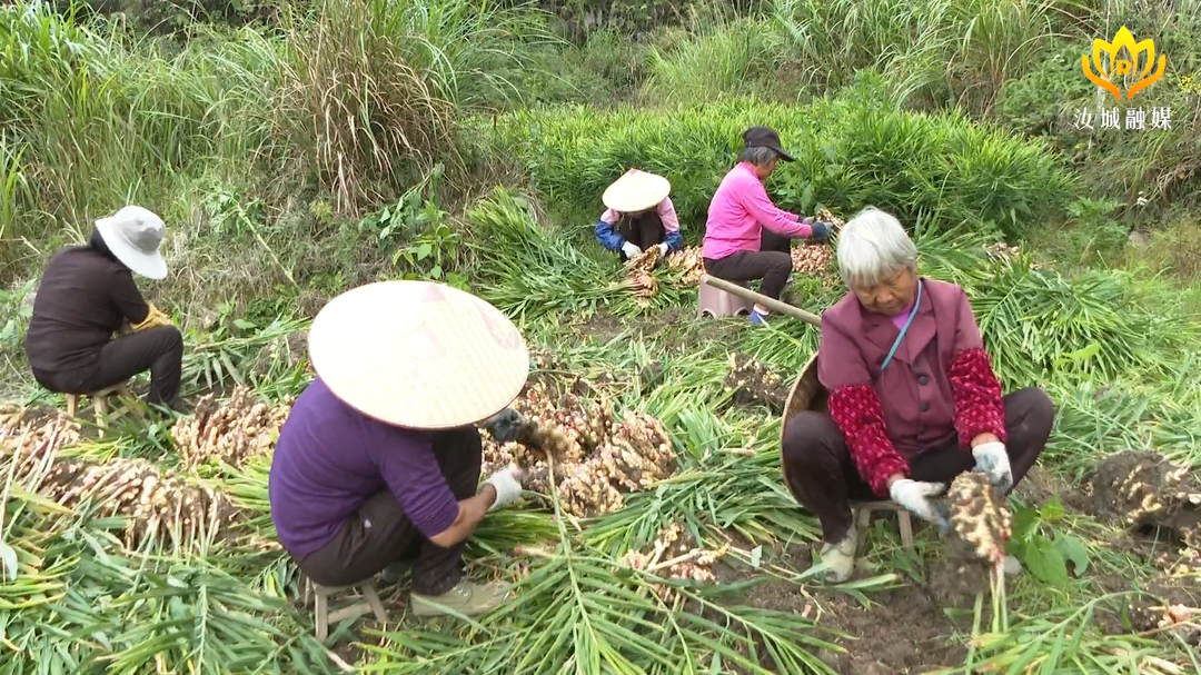 龙虎高山小黄姜喜获丰收