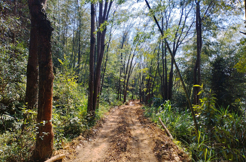 汝城热水： 深山竹海修通路 昔日“荒山”变金山