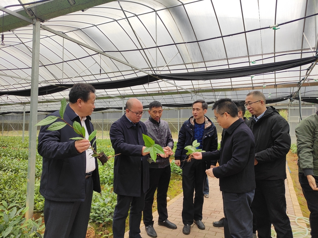 汝城白毛茶苗移栽忙