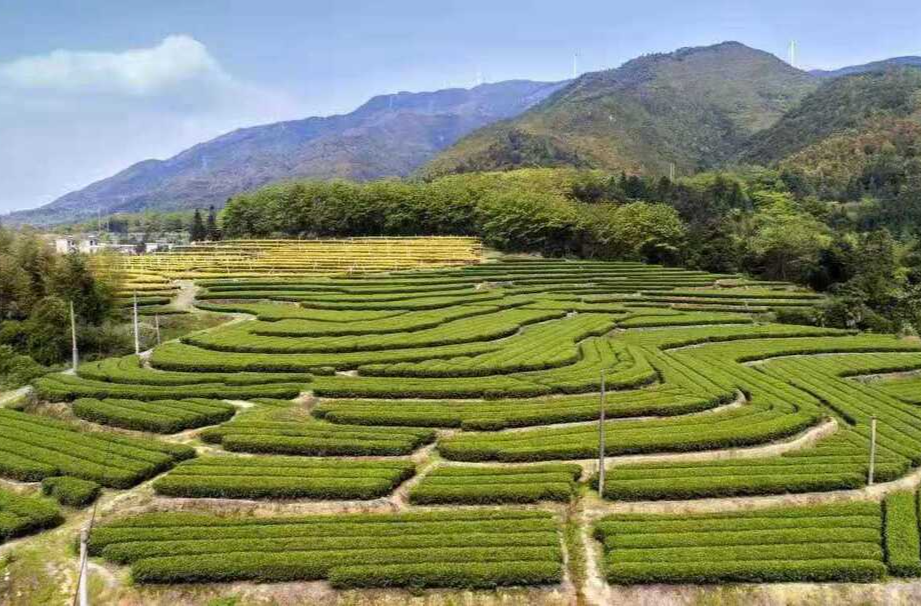 暖水镇：助企转型换新颜 茶业绘出新画卷