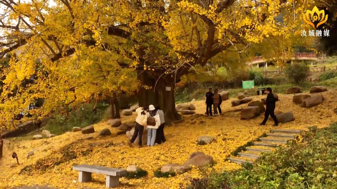 银杏黄落兮雁南归