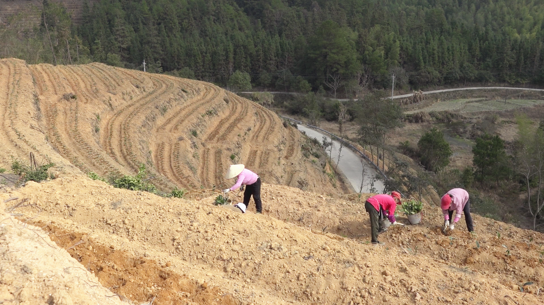 三江口瑶族镇：暖阳冬日种茶忙
