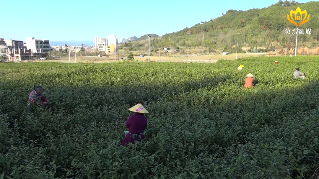 又到春茶采摘时 茶农增收乐开怀