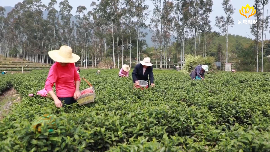 【我回家乡创新创业】谢炳武：浙江青年扎根第二故乡 让茶叶富裕更多百姓
