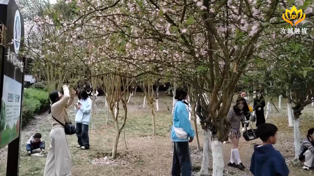 泰来公园樱花盛开 众多游人纷至沓来
