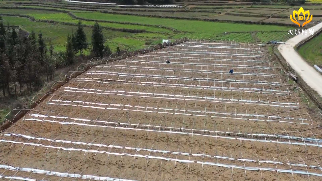 西瓜大棚搭建忙 致富增收干劲足